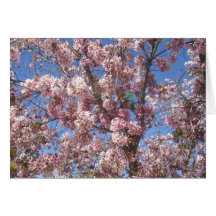 Cherry Blossoms In Full Bloom Greeting Card