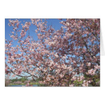 Cherry Blossoms In Full Bloom Greeting Card