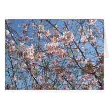 Cherry Blossoms In Full Bloom Greeting Card