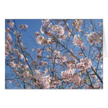 Cherry Blossoms In Full Bloom Greeting Cards