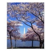 Cherry Blossoms in Washington D.C. Art Photo