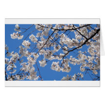 Cherry Blossoms in Washington DC Card