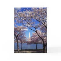 Cherry Blossoms in Washington DC greeting card