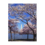 Cherry Blossoms in Washington DC postcard