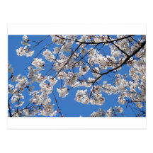 Cherry Blossoms in Washington DC Postcard