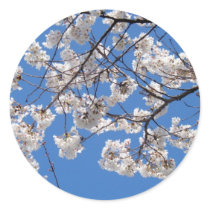 Cherry Blossoms in Washington DC Round Sticker