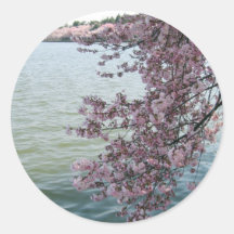 Cherry Blossoms in Washington DC Stickers
