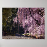 Cherry Blossoms On Trees Over Water, Small Posters
