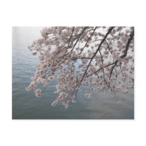 cherry blossoms over tidal basin post cards