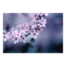Cherry Blossoms Photograph