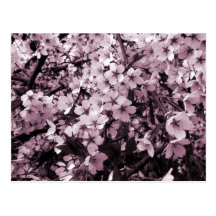 Cherry Blossoms Post Cards
