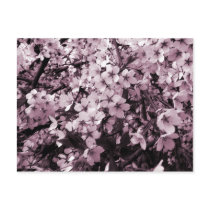 Cherry Blossoms Post Cards