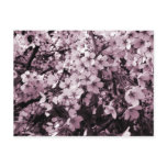 Cherry Blossoms postcards