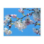 Cherry Blossoms Postcard