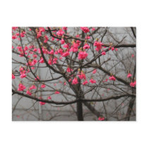 Cherry Blossoms Post Cards