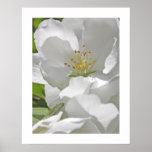 Cherry Blossoms posters