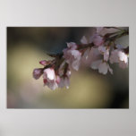 Cherry Blossoms posters
