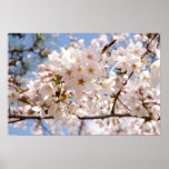 Cherry Blossoms posters