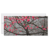 Cherry Blossoms Rack Cards