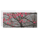Cherry Blossoms rack cards