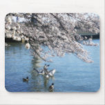 Cherry Blossoms Simplicity mousepads