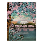 Cherry Blossoms Vintage Postcard