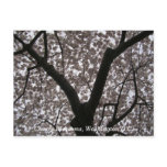 Cherry Blossoms, Washington D.C. postcards