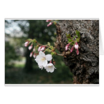 Cherry Blossoms Washington DC cards