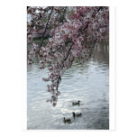 Cherry Blossoms Washington DC Post Card