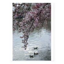 Cherry Blossoms Washington DC postcards