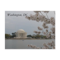 Cherry Blossoms: Washington, DC Postcard