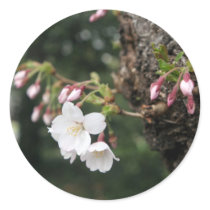 Cherry Blossoms Washington DC Stickers