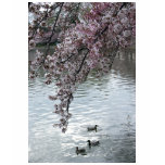 Cherry Blossoms Washington DC t-shirts
