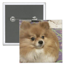 cherry fundraise button