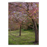 Cherry Grove Card