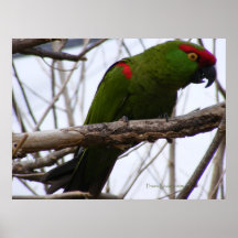 Cherry-Headed Conure 1 Posters