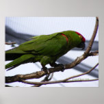 Cherry-Headed Conure 2 posters