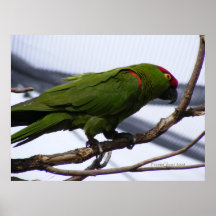 Cherry-Headed Conure 2 Poster