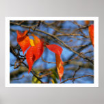 Cherry Leaves Poster