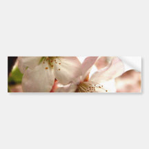 Cherry Light Bumper Stickers