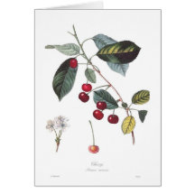 Cherry (Prunus cerasus) Cards