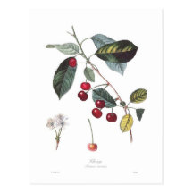Cherry (Prunus cerasus) Postcard