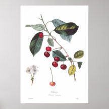 Cherry (Prunus cerasus) Print