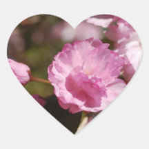 Cherry Tree Blossoms  Stickers