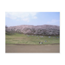 cherry tree in Japan Post Cards