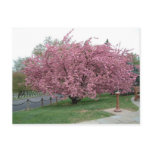 Cherry Tree postcard