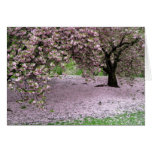 Cherry Trees Blossoms Spring in Central Park cards