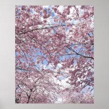Cherry trees in blossom print