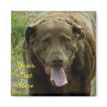 Chesapeake Bay Retriever, Dutch Harbour, AK