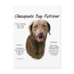 Chesapeake Bay Retriever History Design postcards